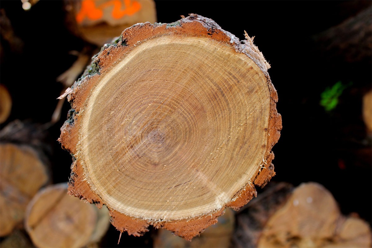 Was kann man aus Robinienholz machen