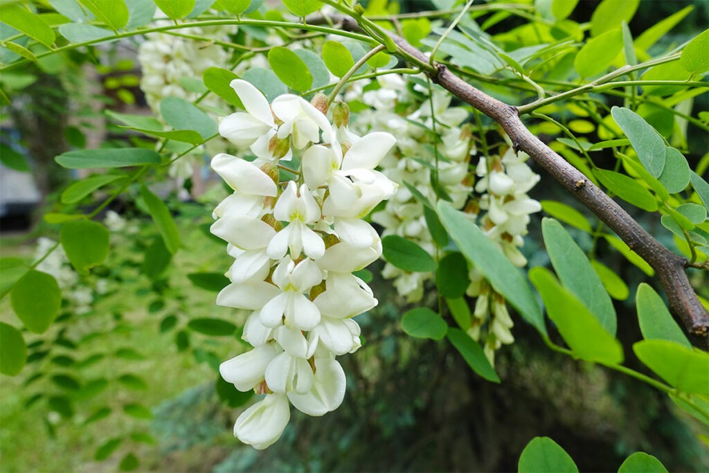 Zweig einer Robinia pseudoacacia mit weißen Blüten