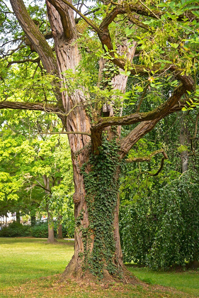 Robinienbaum in einem Park